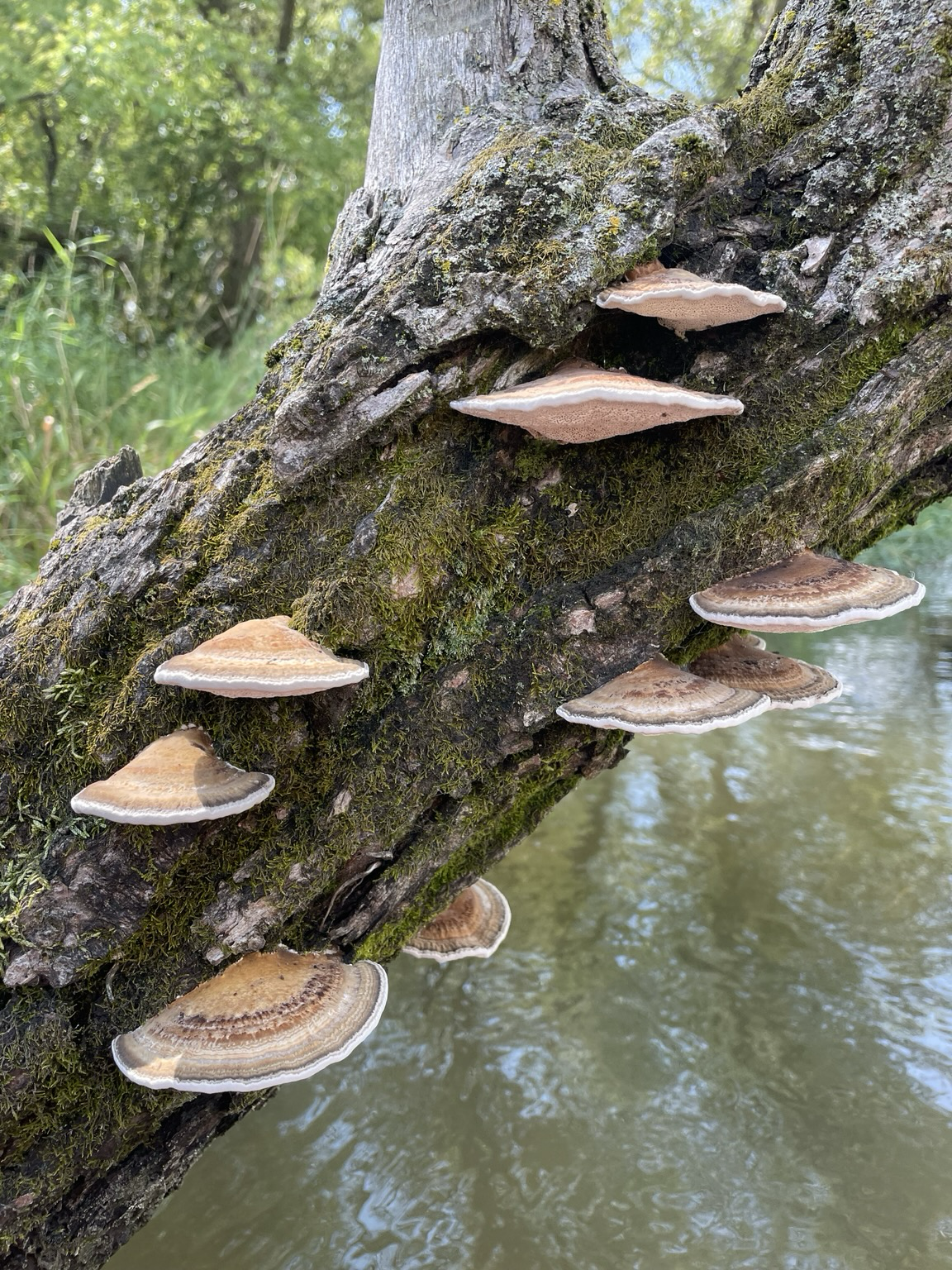 Several mushrooms attached to a tree, displaying diverse textures and hues in a natural woodland setting.